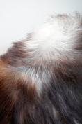 Load image into Gallery viewer, Genuine XXL Icelandic Sheepskin Rug – Real Natural Wool - Dark brown and Cream - 130cm x 90cm - 103