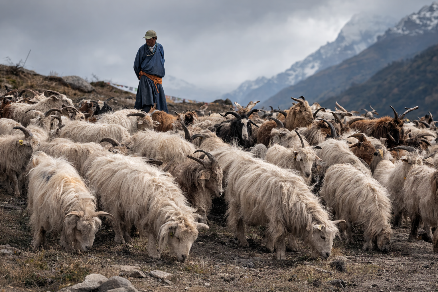 Cashmere goats herd in China