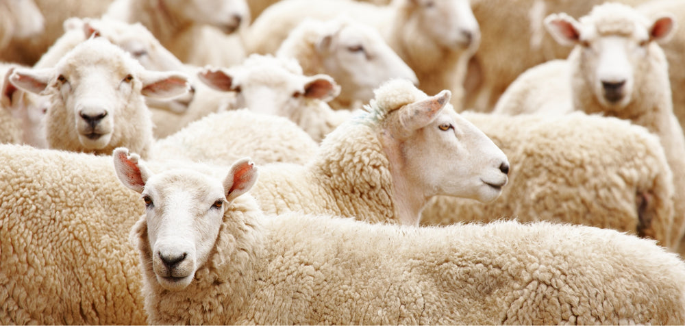 sheep