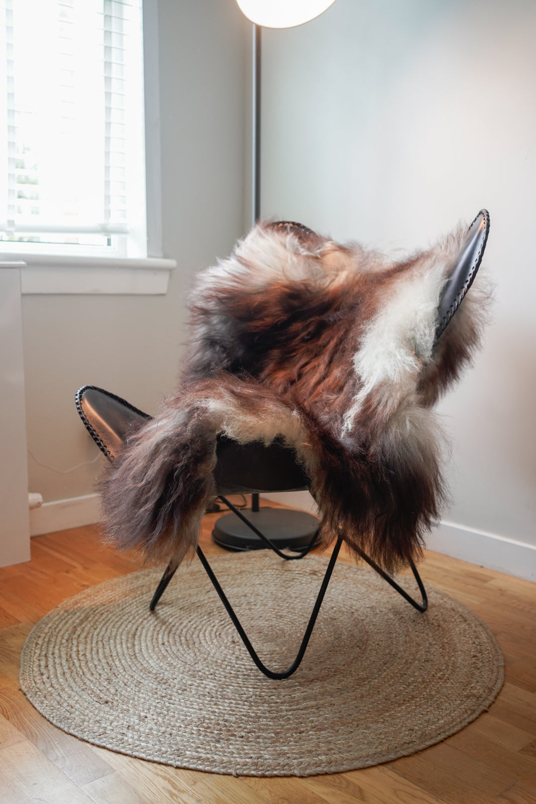 Genuine XXL Icelandic Sheepskin Rug – Real Natural Wool - Dark brown and Cream - 130cm x 90cm - 103