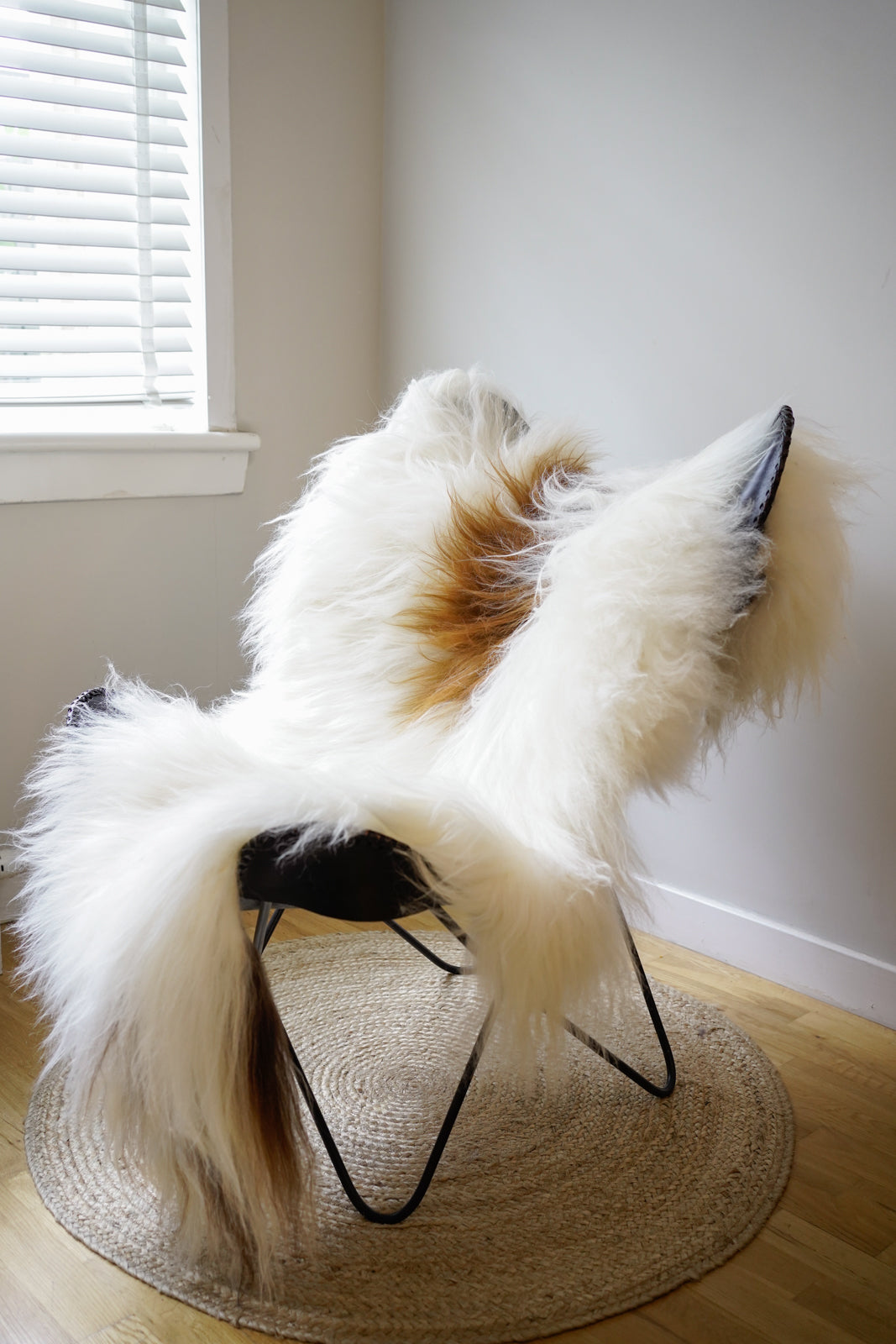 Icelandic Sheepskin Rug – Real Natural Long Wool – XXL – Ginger & Cream – 136 - 150cm x90cm