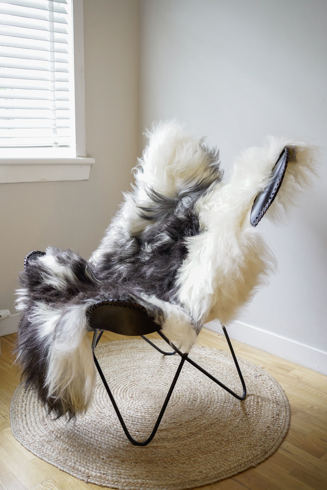 Genuine XXL Icelandic Sheepskin Rug – Real Natural Wool - Cream and black - 130cm x 80cm - 161