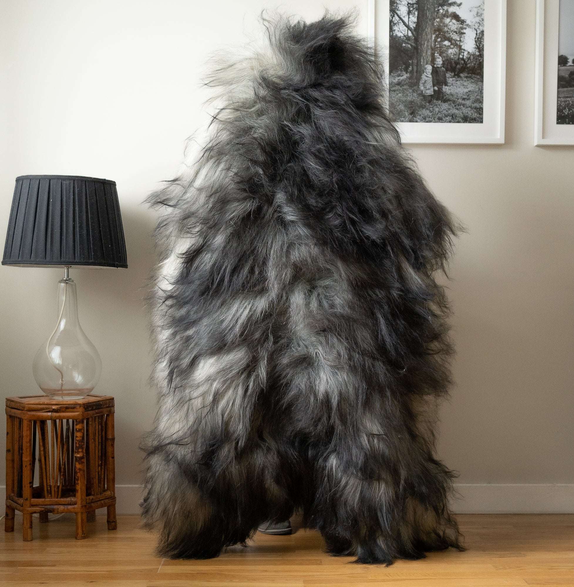 Icelandic sheepskin rug XL -  grey 321