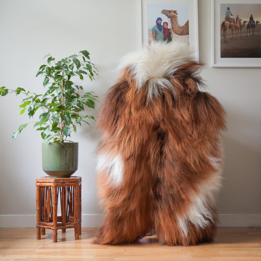 Icelandic sheepskin rug XXL - ginger, cream, 721
