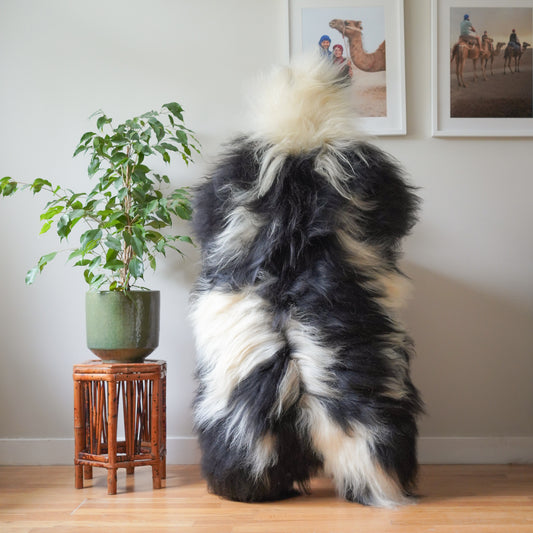 Icelandic sheepskin rug XXL - black, cream, 723