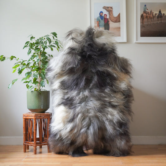 Icelandic sheepskin rug XXL - dark grey, cream,   724