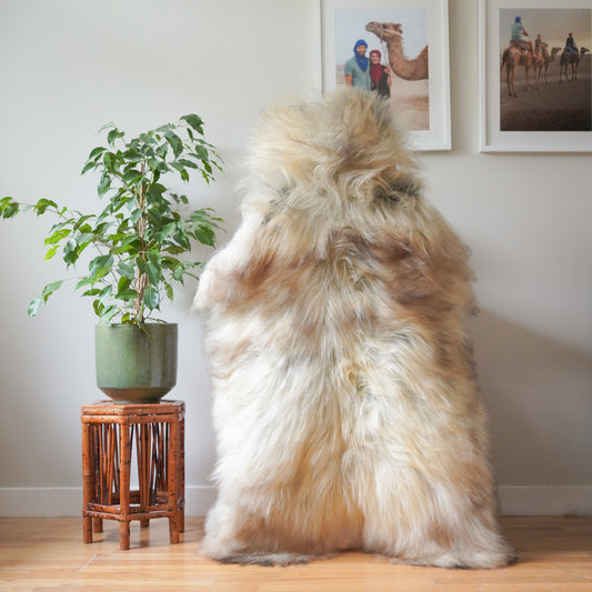Icelandic sheepskin rug XXL - cream, ginger,  725
