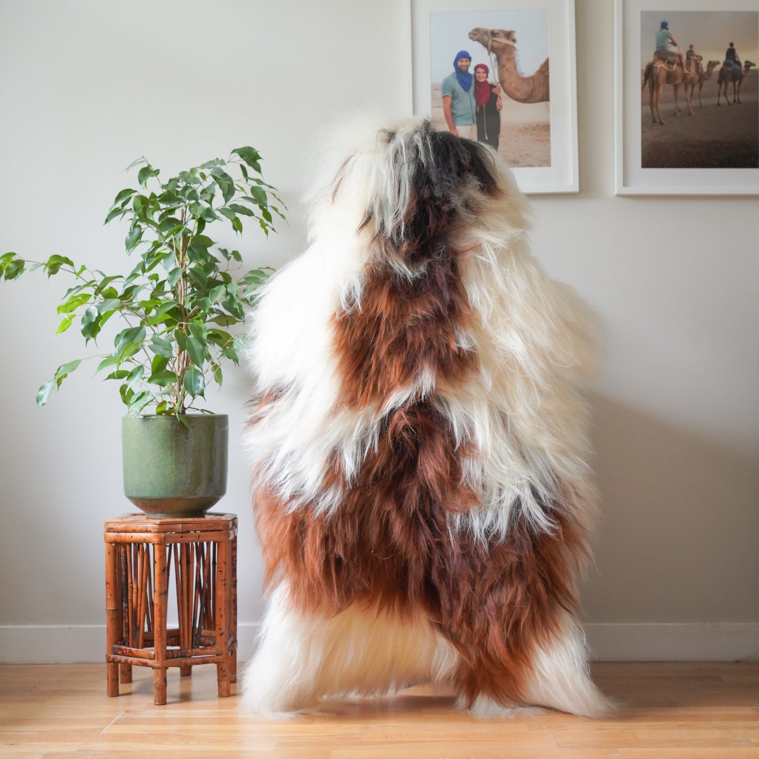 Icelandic sheepskin rug XXL - cream, light brown, 726