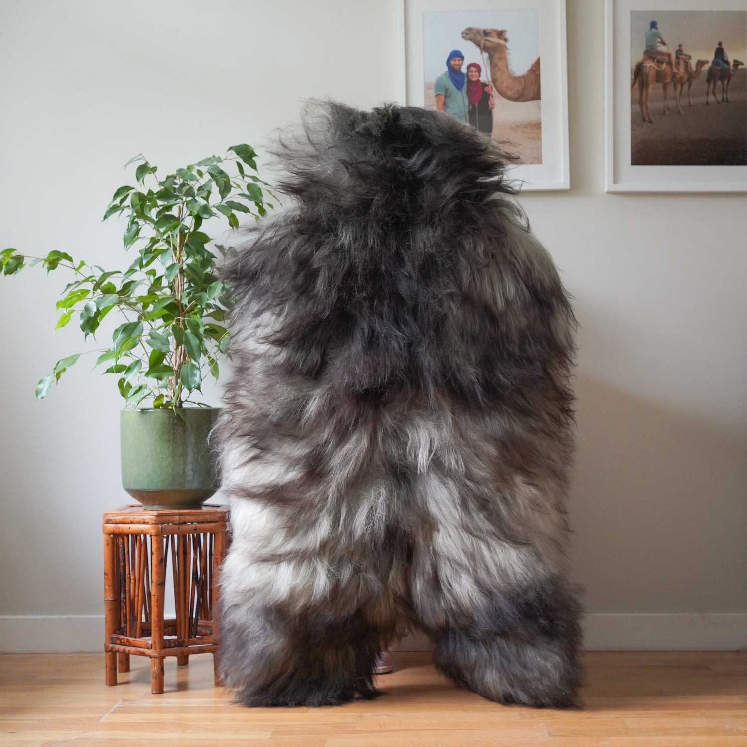 Icelandic sheepskin rug XXL - cream, dark grey, 734