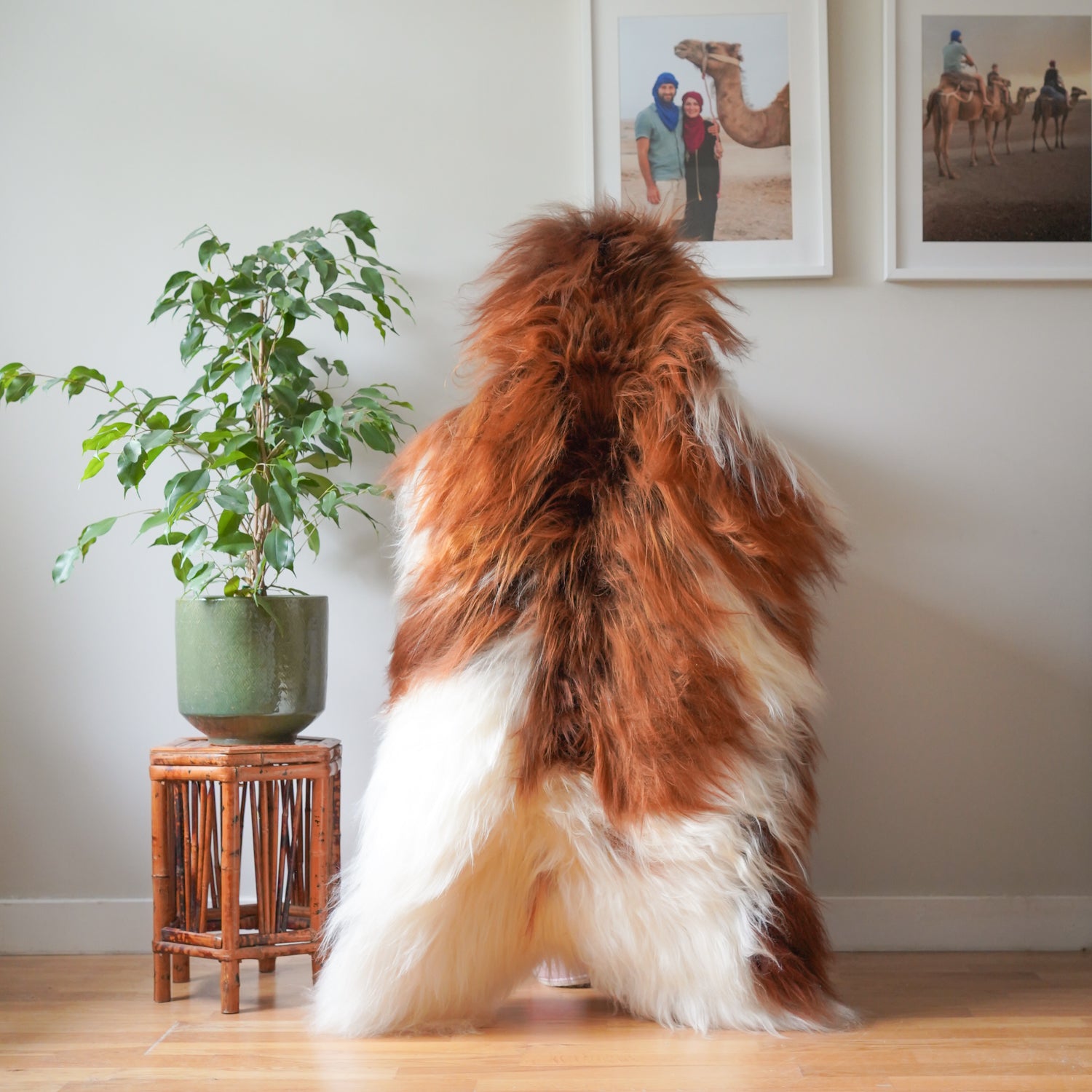 Icelandic sheepskin rug XXL -  cream with ginger, 738