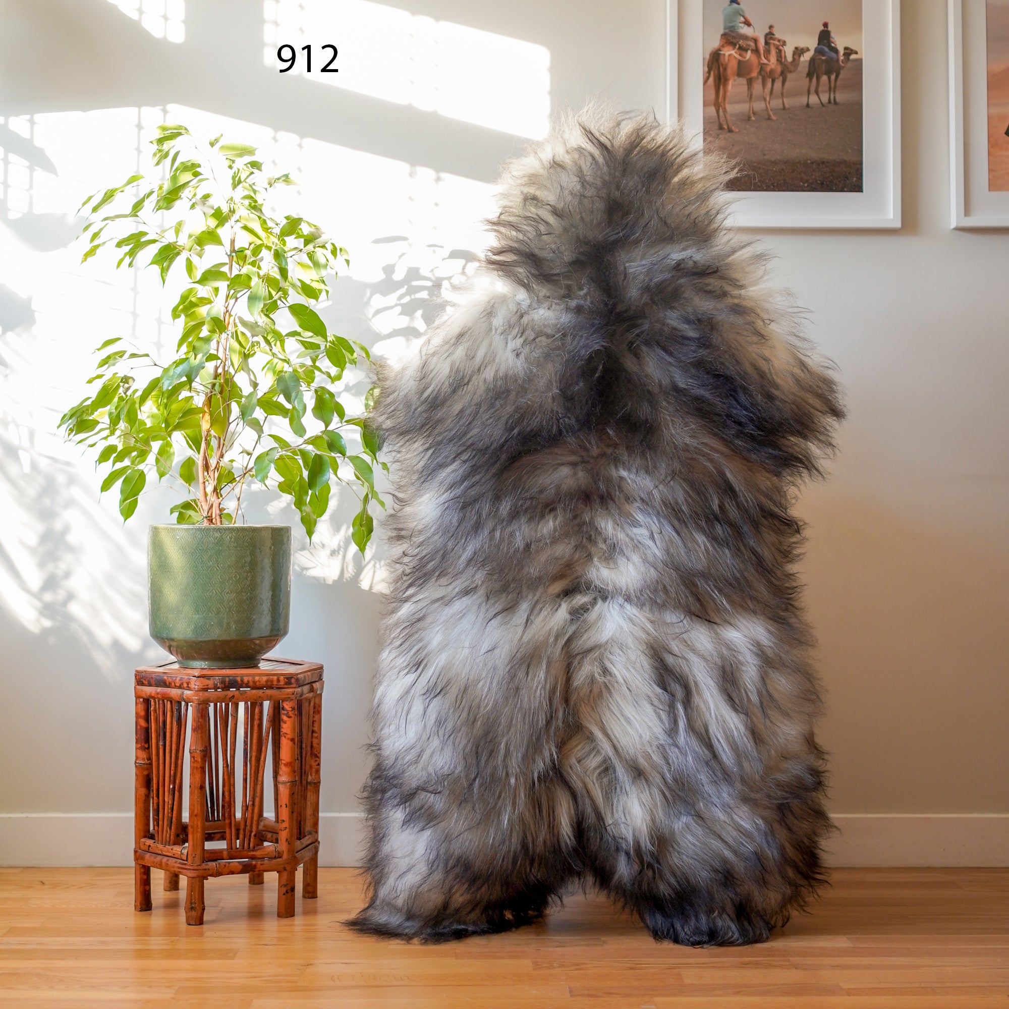 Icelandic Sheepskin Rug – Real Natural Long Wool – XXL – Cream and Grey – 912