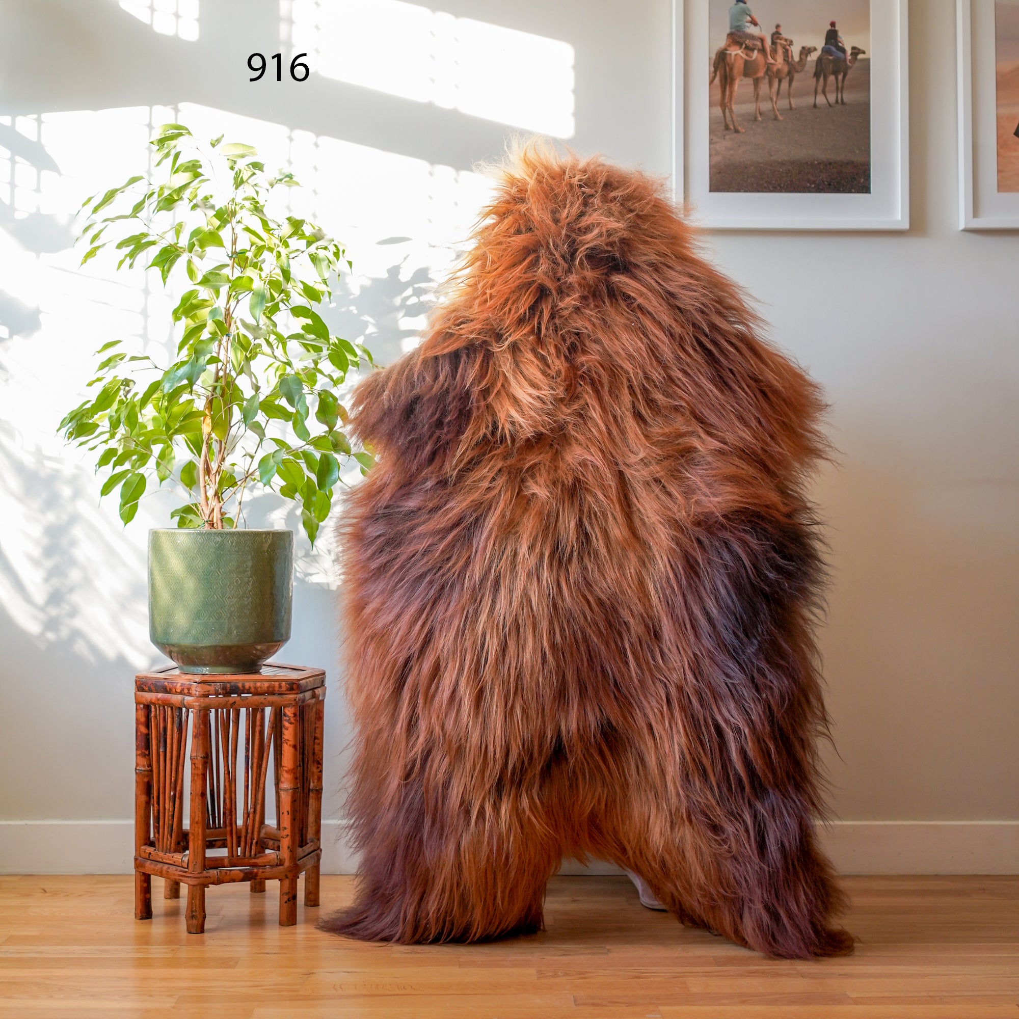 Icelandic Sheepskin Rug – Real Natural Long Wool – XXL – Ginger – 916