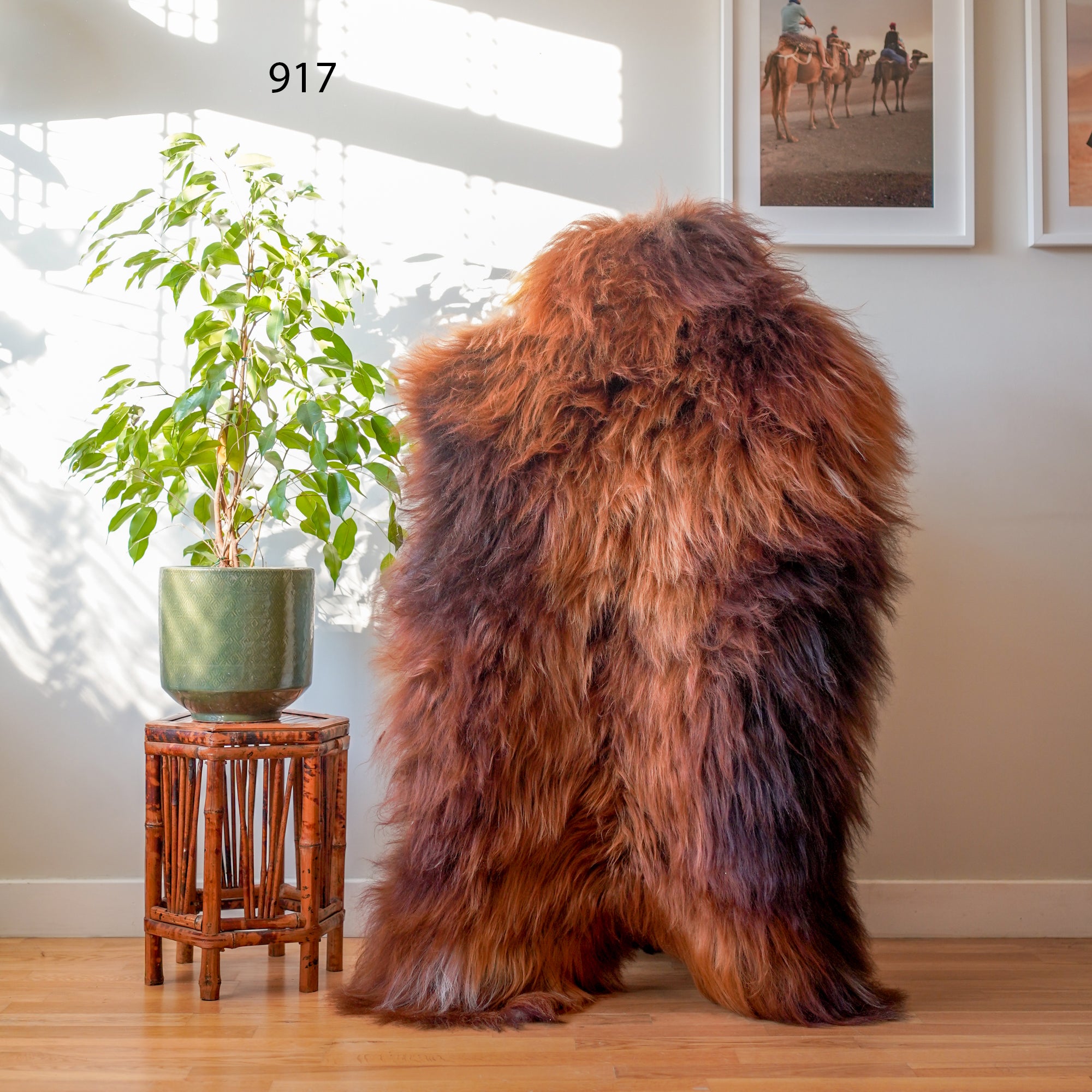 Icelandic Sheepskin Rug – Real Natural Long Wool – XXL – Cream & Light Brown – 917