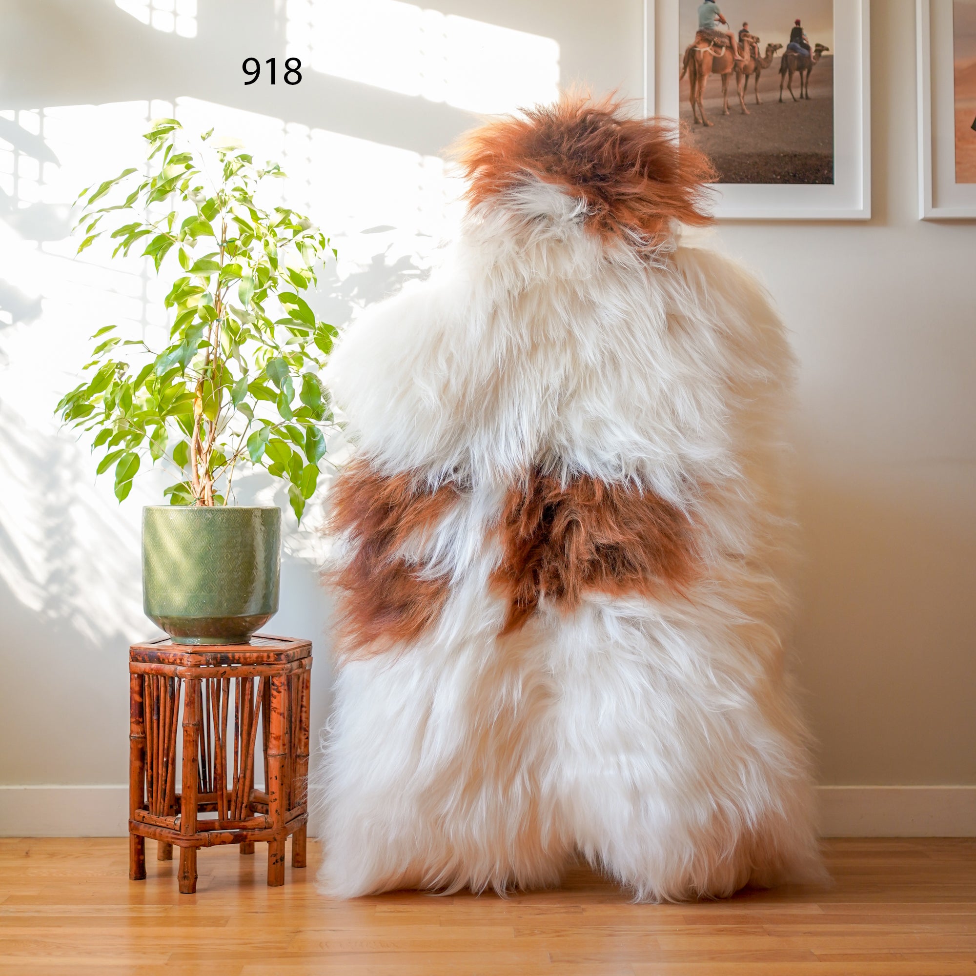 Icelandic Sheepskin Rug – Real Natural Long Wool – XXL – Cream with Ginger Spots – 918