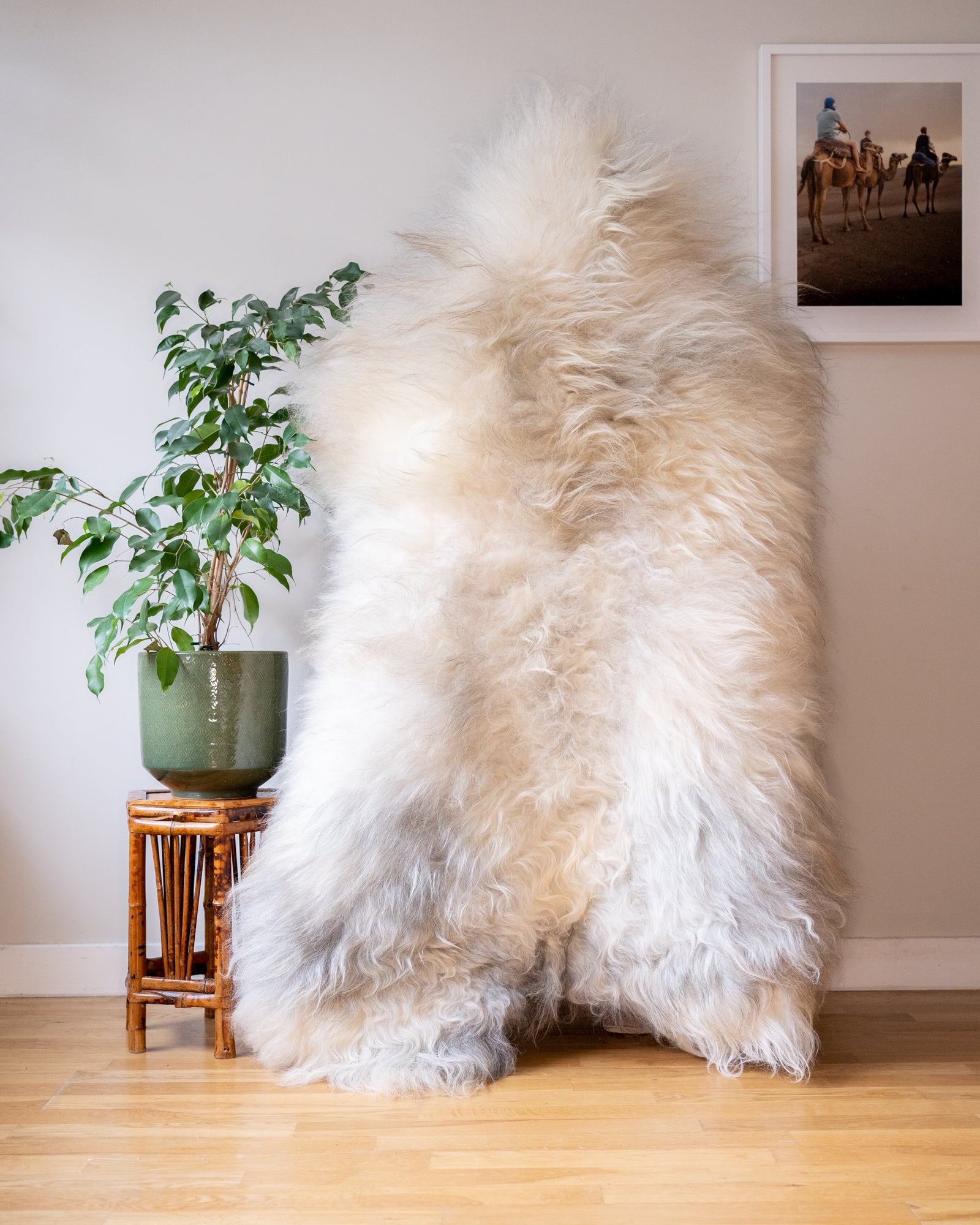 Cream, Beige, Ivory XXL Icelandic Sheepskin Rug – Real Natural Wool- 150cm x 100cm - 939
