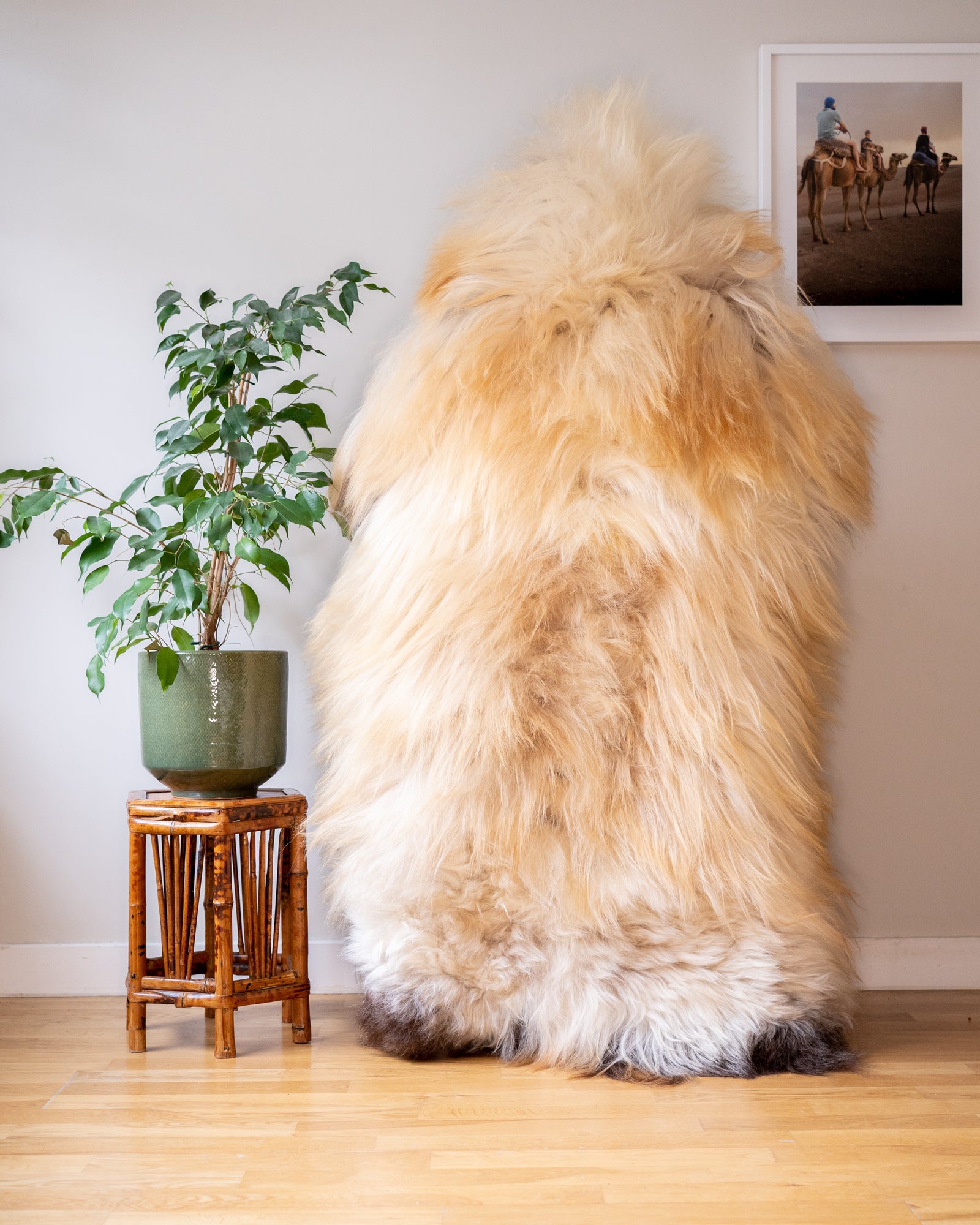 Cream and Ginger XXL Icelandic Sheepskin Rug – Real Natural Wool - 150cm x 90cm - 940