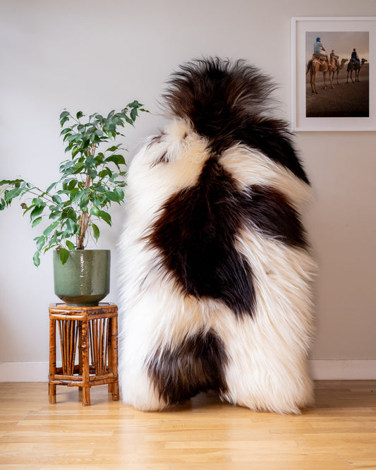 Genuine XXL Icelandic Sheepskin Rug – Real Natural Wool - Dark brown and Cream - 150cm x 90cm - 941