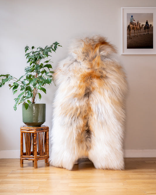 Genuine XXL Icelandic Sheepskin Rug – Real Natural Wool - ginger and ivory - 140cm x 80cm - 942