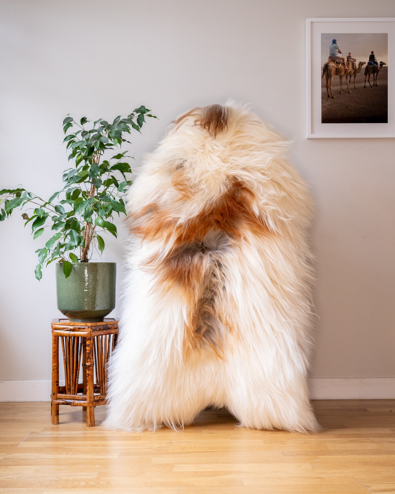 Genuine XL Icelandic Sheepskin Rug – Real Natural Wool - Cream and Brown - 130cm x 80cm - 943