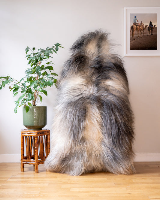 Genuine XXL Icelandic Sheepskin Rug – Real Natural Wool - Cream and Grey - 140cm x 80cm - 944