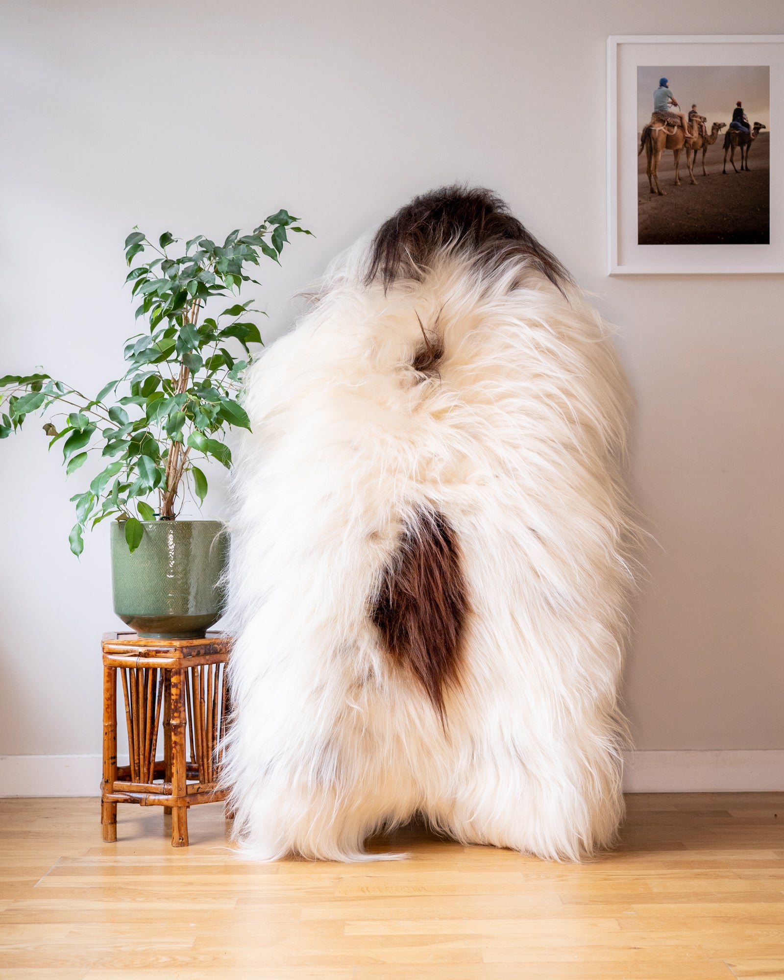 Genuine XXL Icelandic Sheepskin Rug – Real Natural Wool - Cream and Brown Spots - 140cm x 90cm - 945