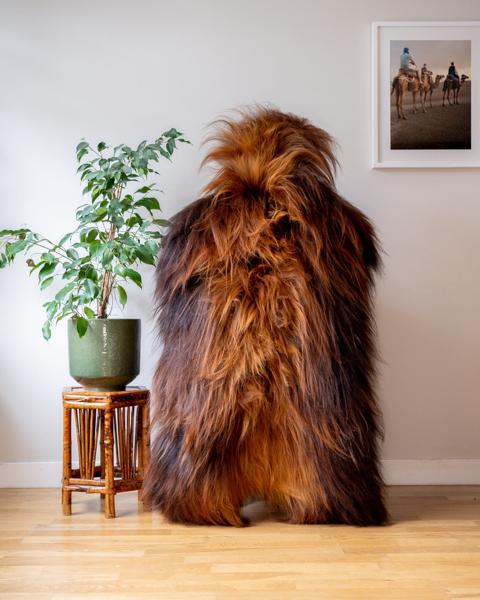 Genuine XXL Icelandic Sheepskin Rug – Real Natural Wool - Ginger and Brown - 130cm x 80cm - 953