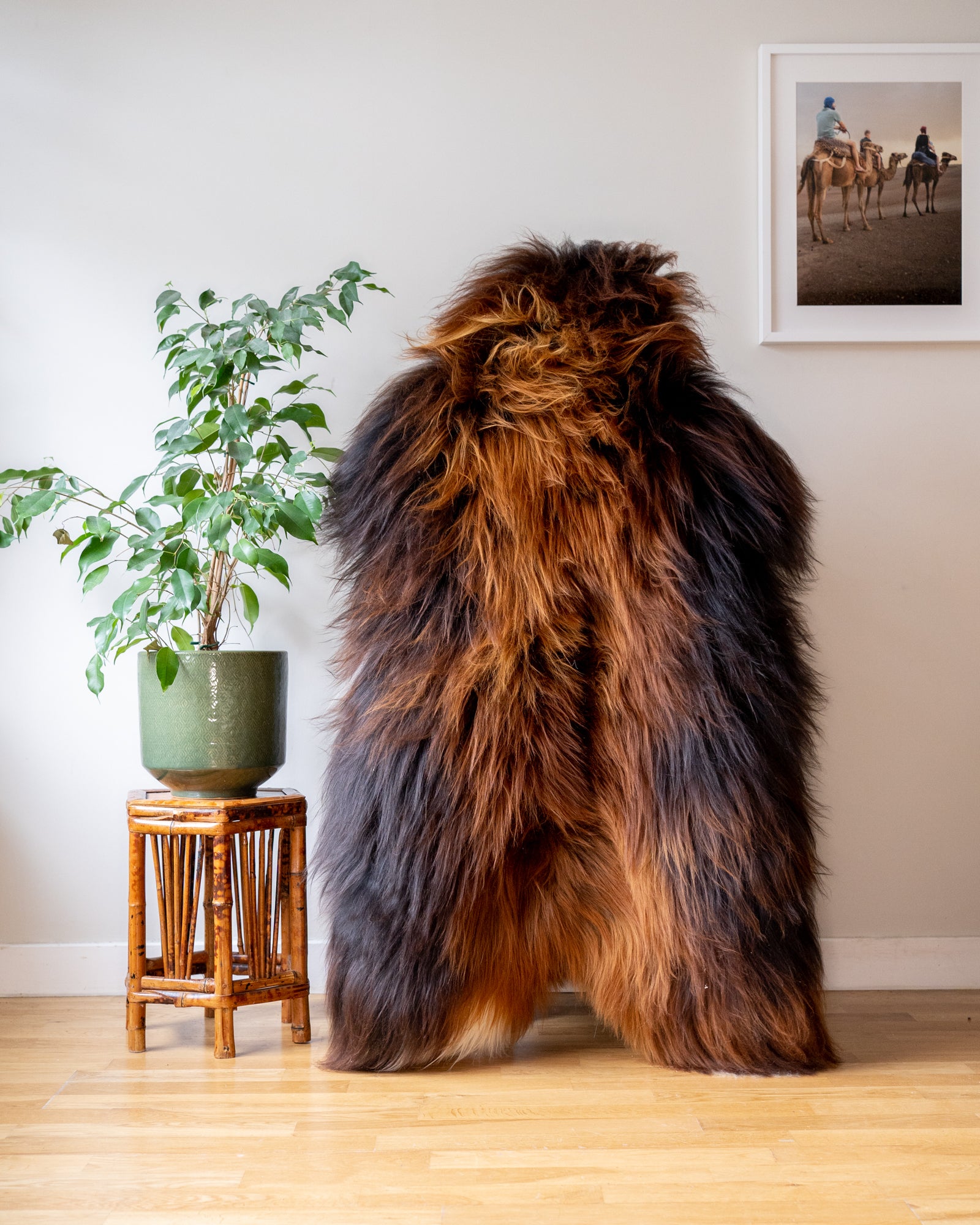 Genuine XXL Icelandic Sheepskin Rug – Real Natural Wool - Ginger and dark Brown - 130cm x 90cm - 954