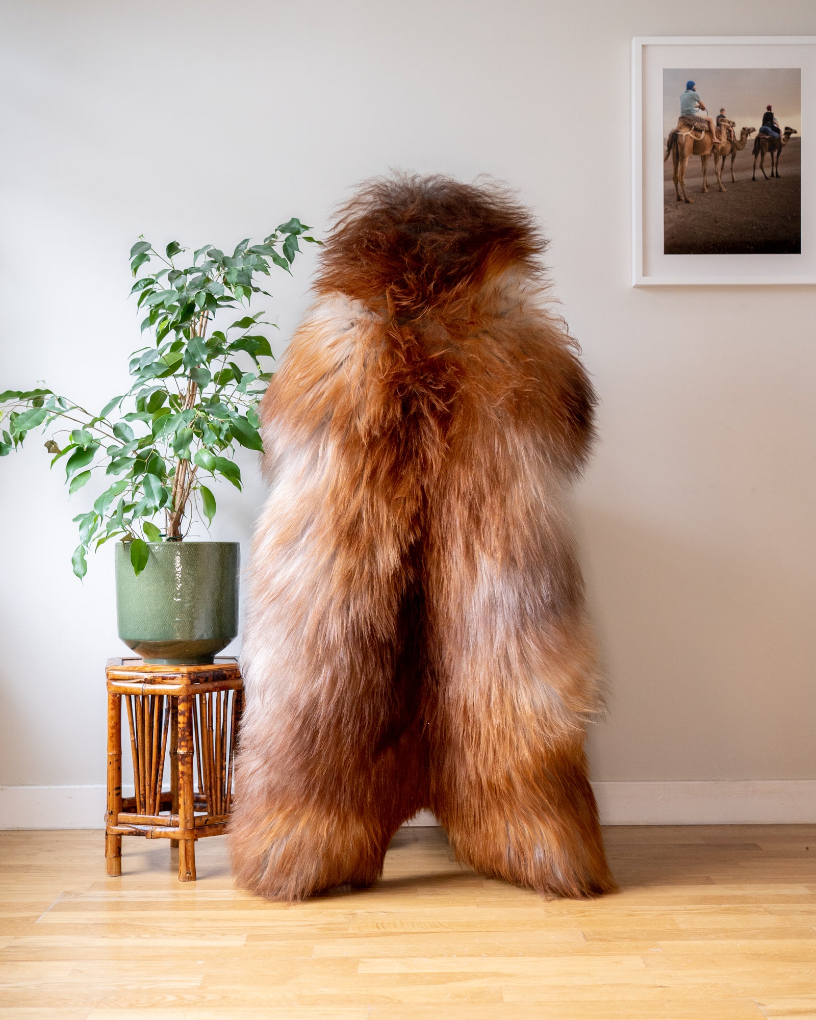 Genuine XXL Icelandic Sheepskin Rug – Real Natural Wool - Cream and Brown - 140cm x 70cm - 955