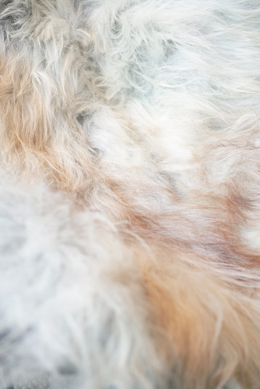 Icelandic Sheepskin Rug – Real Natural Long Wool – XXL – Ginger & Cream, Gray – 140cm x 90cm - 101