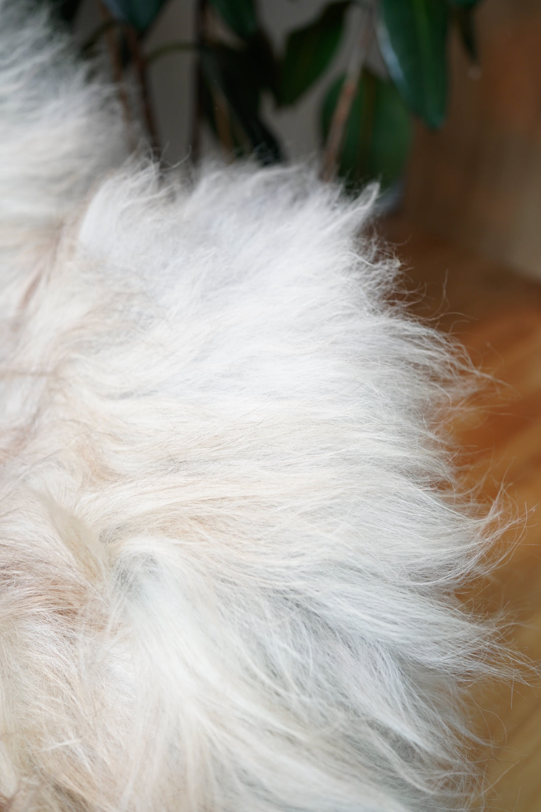 Icelandic Sheepskin Rug – Real Natural Long Wool – XXL – Ginger & Cream, Gray – 140cm x 90cm - 101