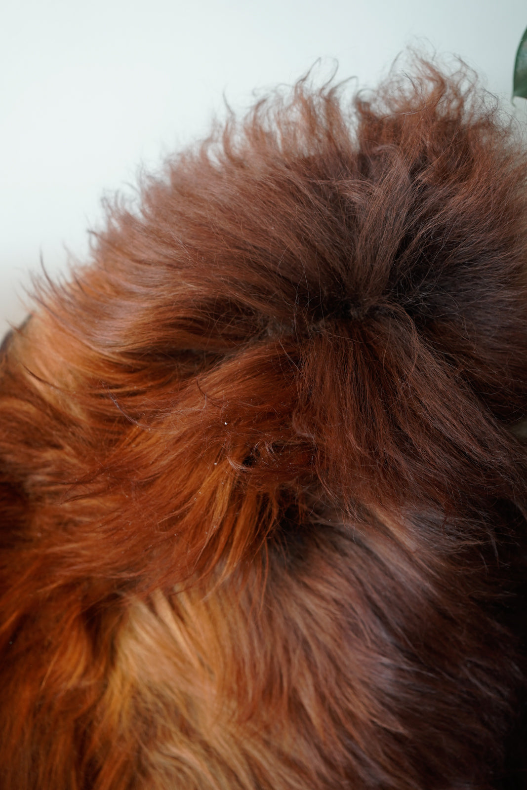 Genuine XXL Icelandic Sheepskin Rug – Real Natural Wool - Ginger - 140cm x 80cm - 102