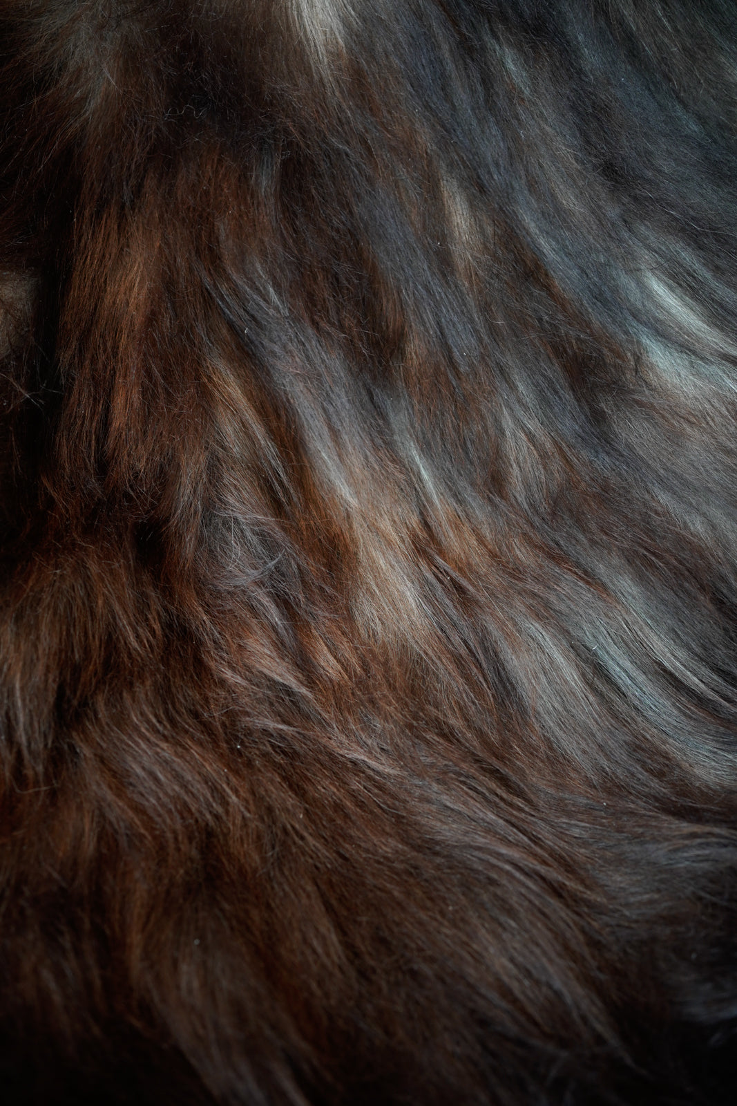 Genuine XXL Icelandic Sheepskin Rug – Real Natural Wool - Dark brown and Cream - 130cm x 90cm - 103