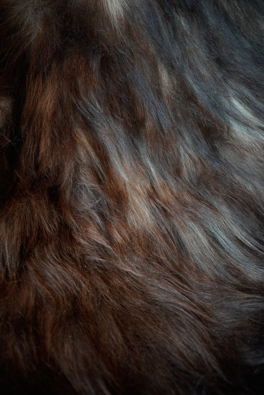Genuine XXL Icelandic Sheepskin Rug – Real Natural Wool - Dark brown and Cream - 130cm x 90cm - 103