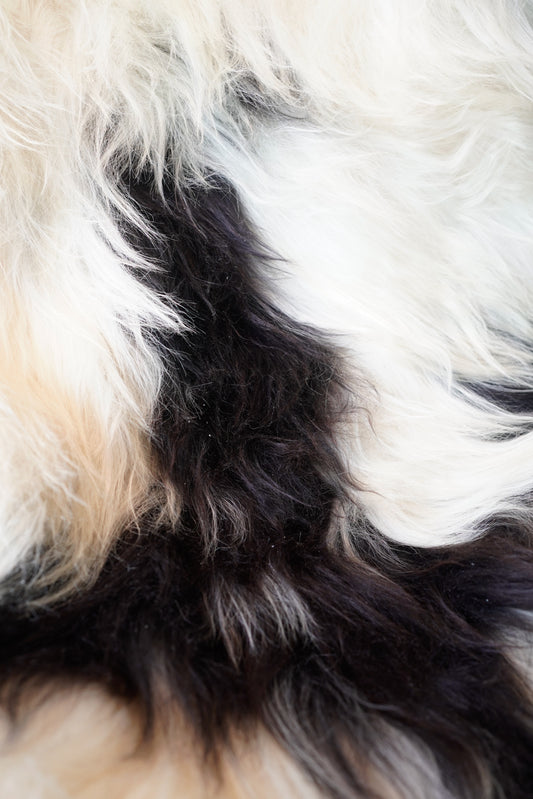 Genuine XXL Icelandic Sheepskin Rug – Real Natural Wool - Cream and black - 140cm x 80cm - 104