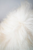 Load image into Gallery viewer, Genuine XXL Icelandic Sheepskin Rug – Real Natural Wool - Cream and black - 140cm x 80cm - 104
