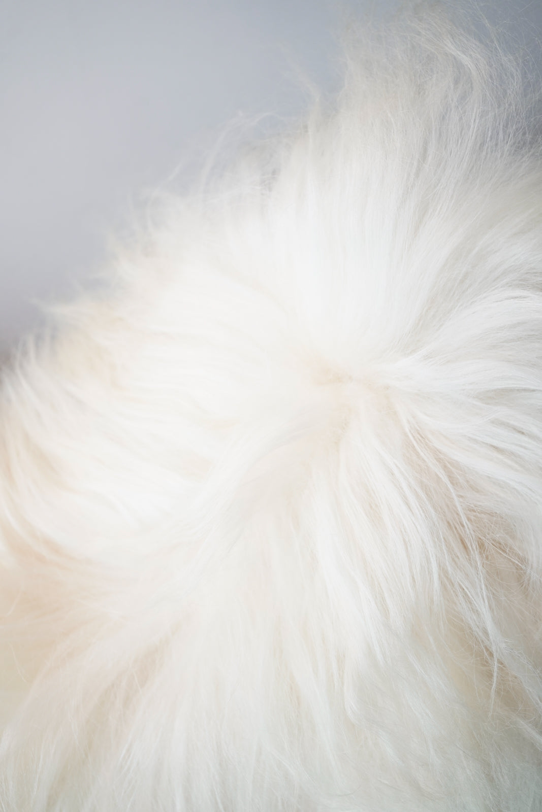 Genuine XXL Icelandic Sheepskin Rug – Real Natural Wool - Cream and black - 140cm x 80cm - 104