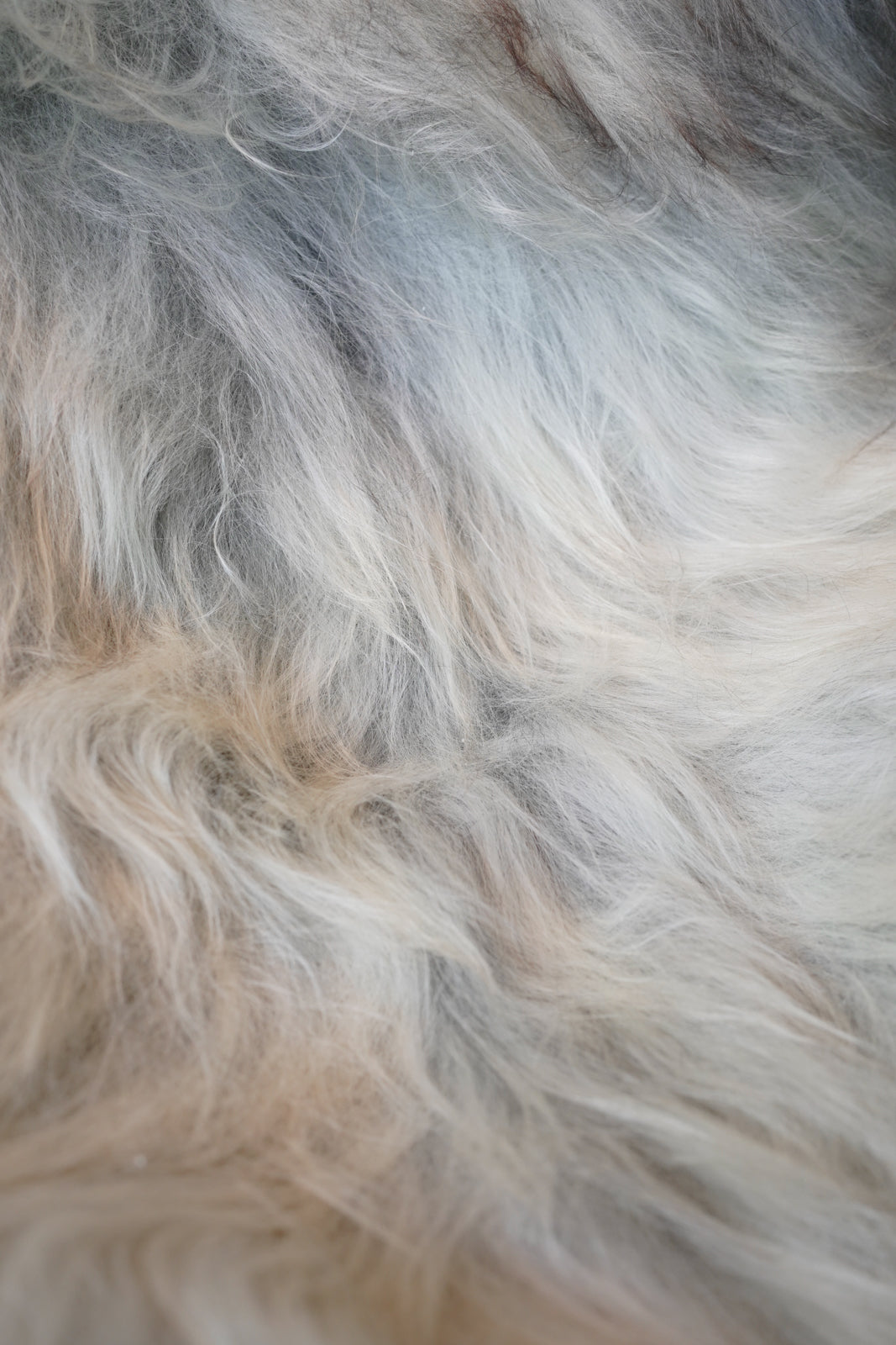 Cream, Grey, Ginger XXL Icelandic Sheepskin Rug – Real Natural Wool - 150cm x 90cm - 105