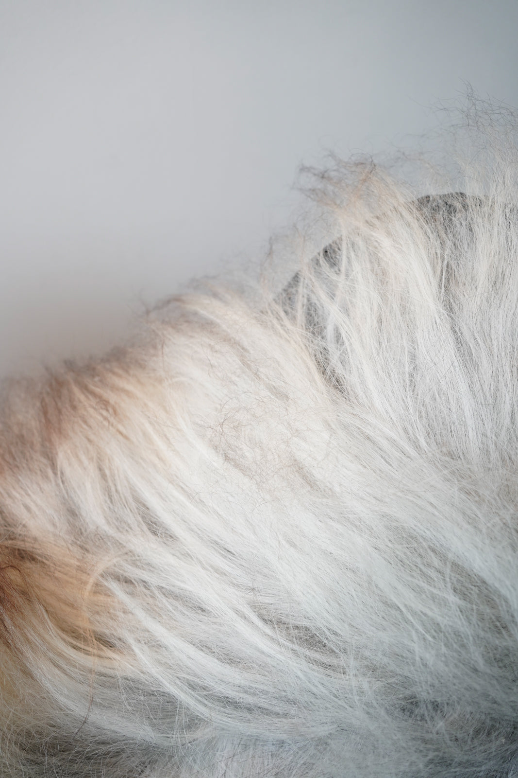 Cream, Grey, Ginger XXL Icelandic Sheepskin Rug – Real Natural Wool - 150cm x 90cm - 105