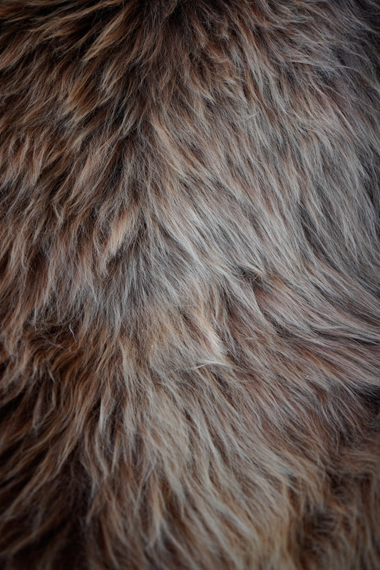 Genuine XXL Icelandic Sheepskin Rug – Real Natural Wool - Cream and Brown - 130cm x 80cm - 106