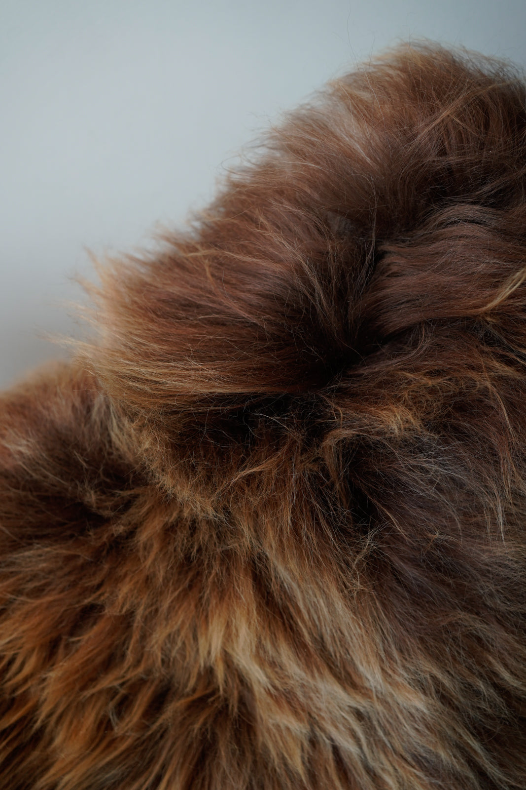 Genuine XXL Icelandic Sheepskin Rug – Real Natural Wool - Cream and Brown - 130cm x 80cm - 106