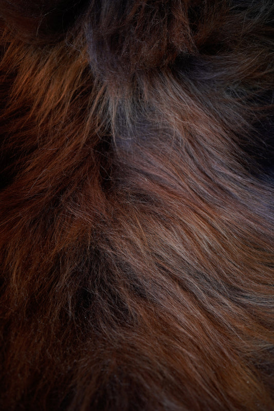 Genuine XXL Icelandic Sheepskin Rug – Real Natural Wool - Ginger and Brown, cream - 140cm x 80cm - 107