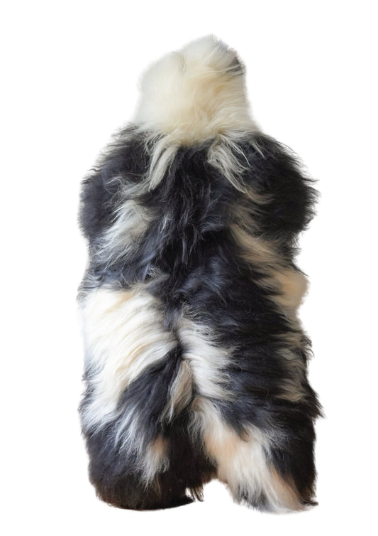 Icelandic sheepskin rug XXL - black, cream, 723